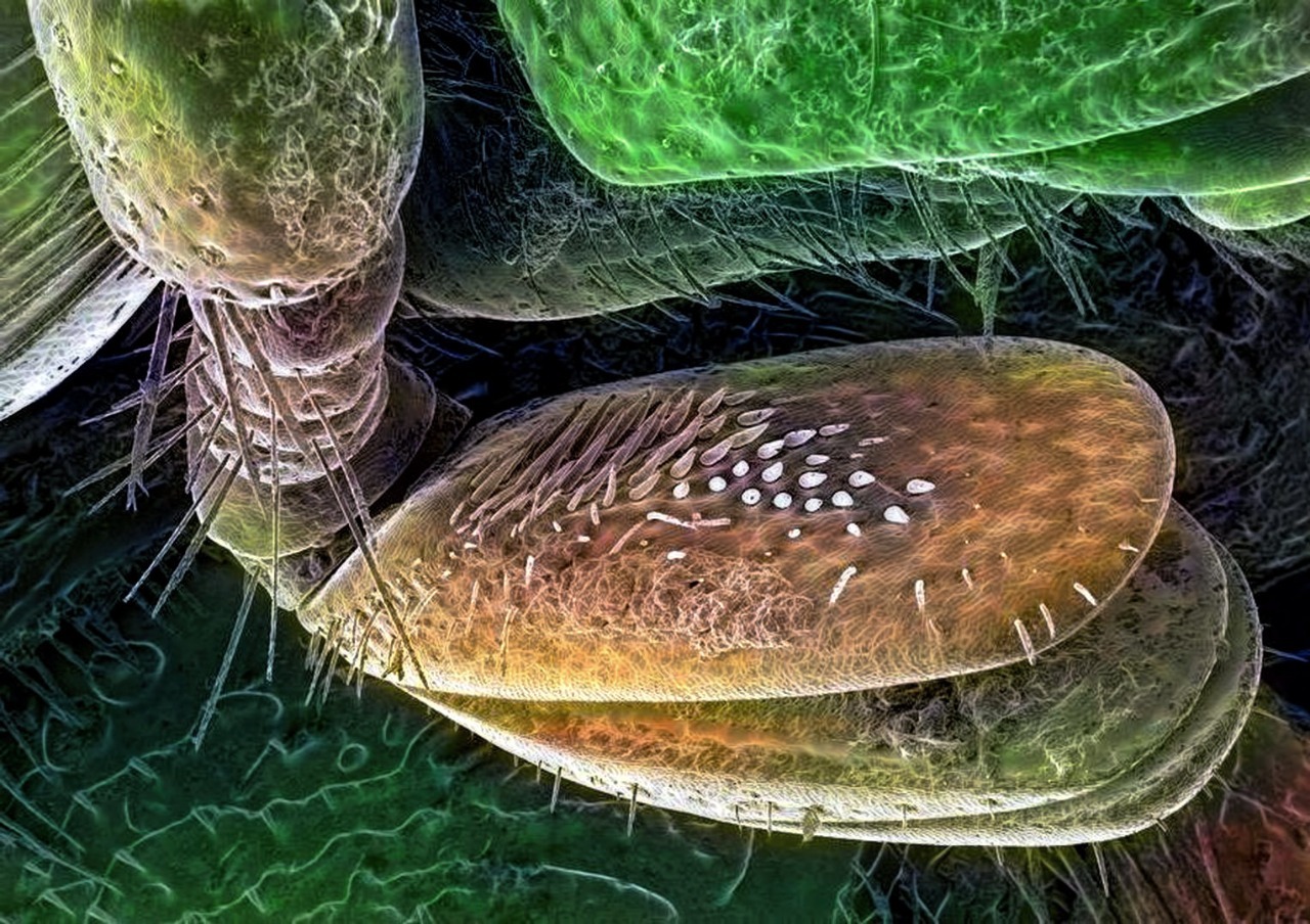 Жук бронзовка под микроскопом