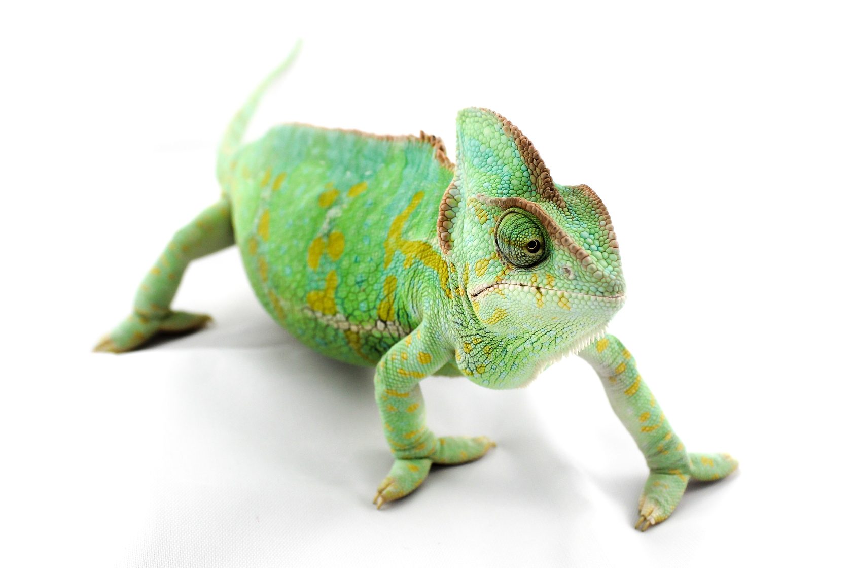 Йеменский хамелеон в антикафе Жучки паучки