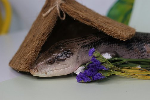 Лесбиянкалар бір-бірінің аузына сидит