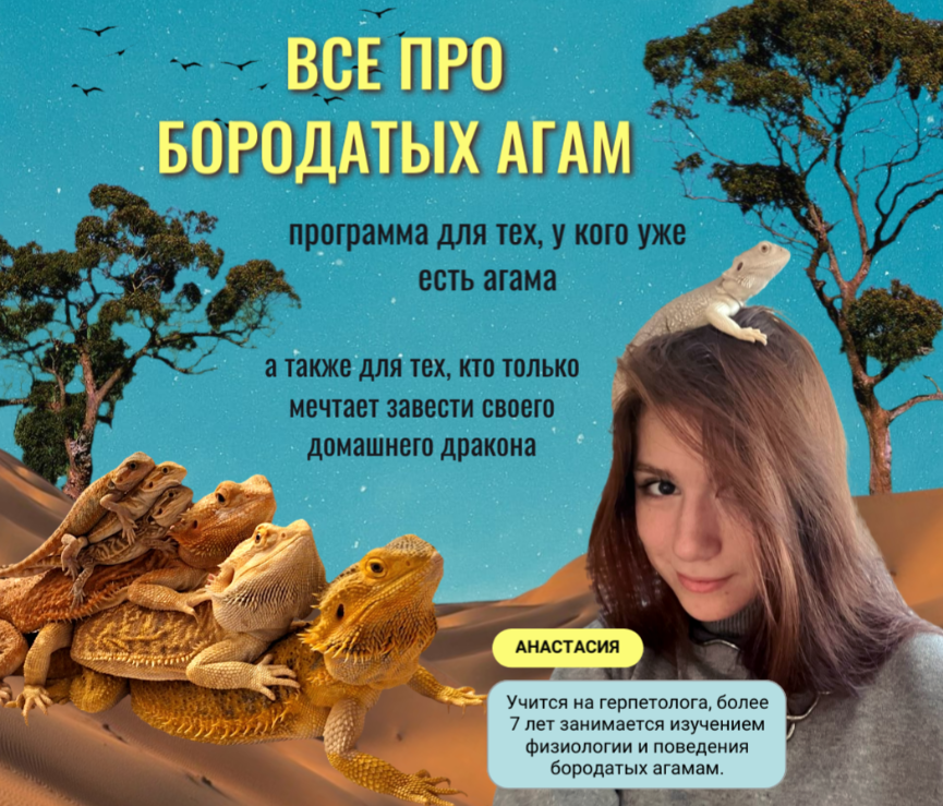 Всё о бородатых агамах!