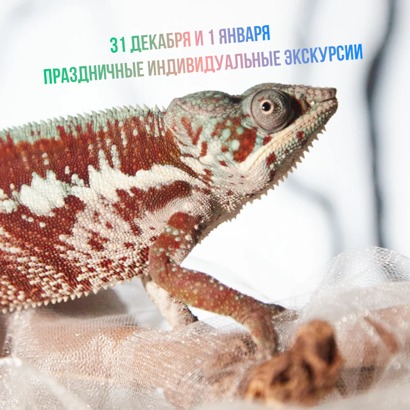 Новогодние индивидуальные экскурсии