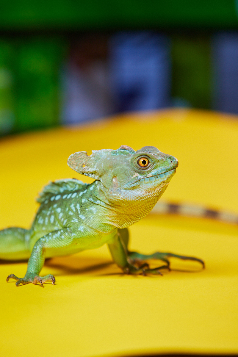 Обитатель экзотариума